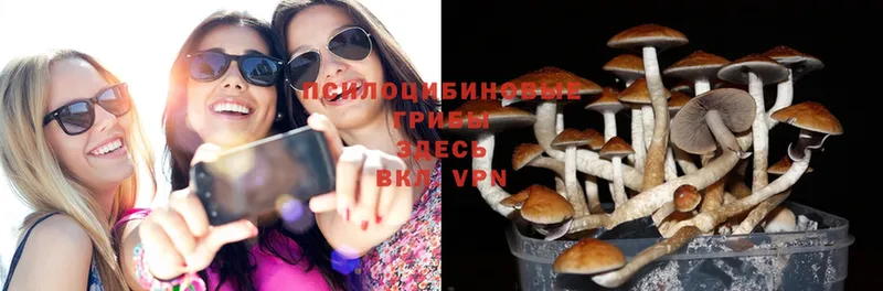 Галлюциногенные грибы Psilocybe  Западная Двина 